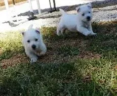 Two small white puppies running on grass.