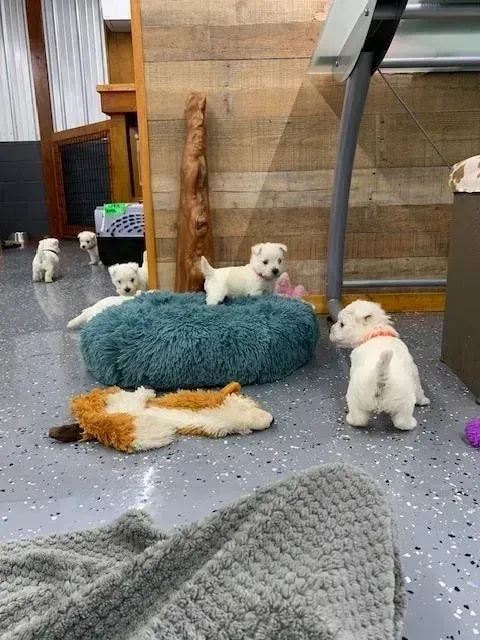 White puppies in a room with a fluffy bed and toys. One puppy has an orange collar.