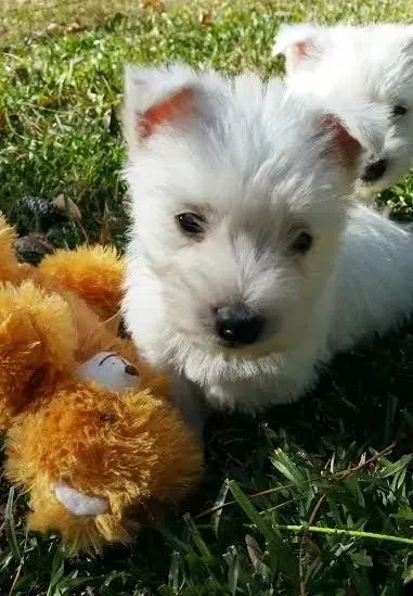 White West Highland Terrier puppy sitting in grass next to a stuffed toy.
