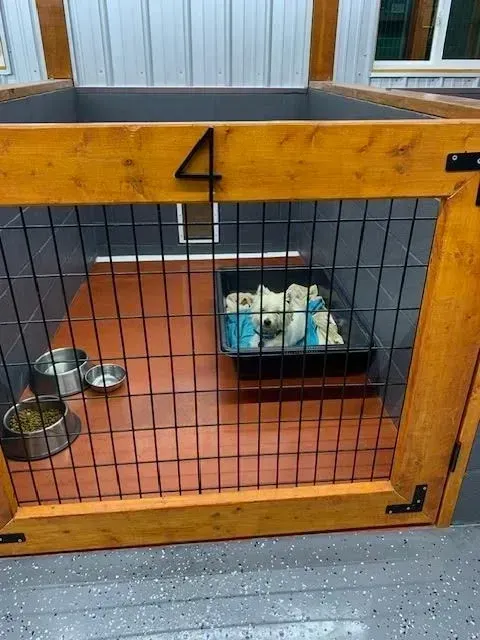 Dog kennel with a wooden frame, wire mesh door, and small dogs in a litter box.