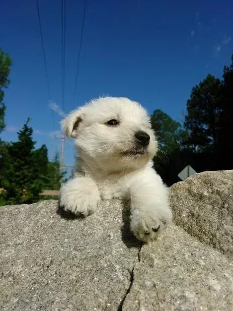White puppy peering over a gray stone, bright blue sky with power lines in the background.