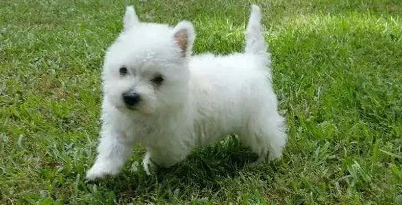 White West Highland Terrier puppy standing in green grass.