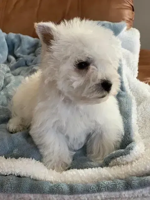 White West Highland Terrier puppy sitting on a blue and white blanket.