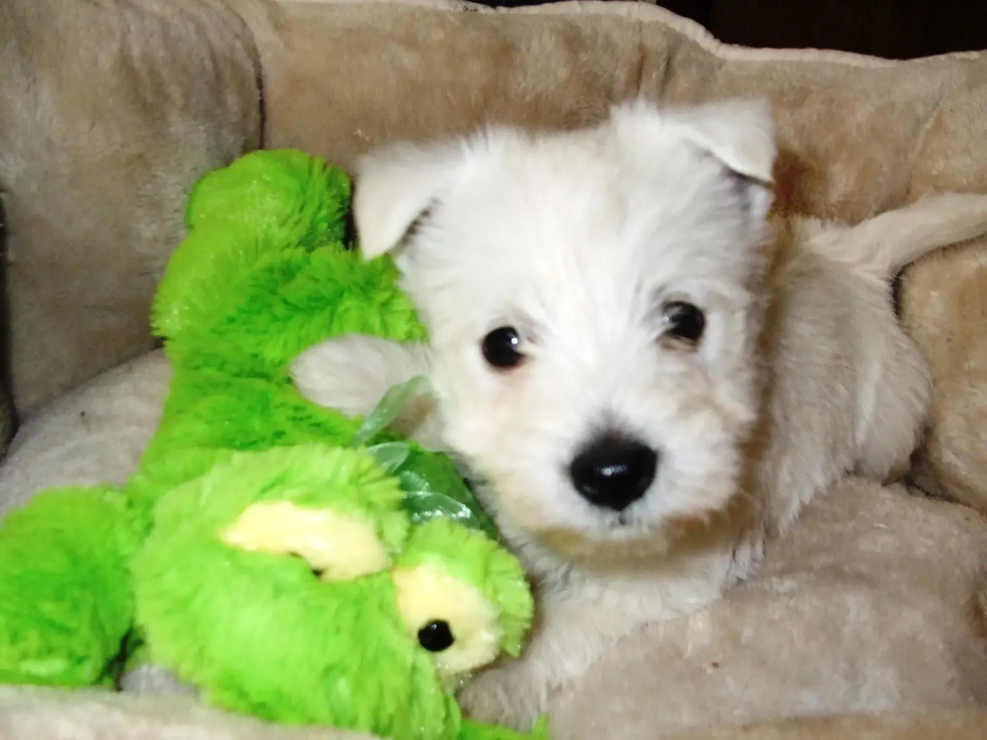 White puppy snuggled with a green plush toy in a beige dog bed.