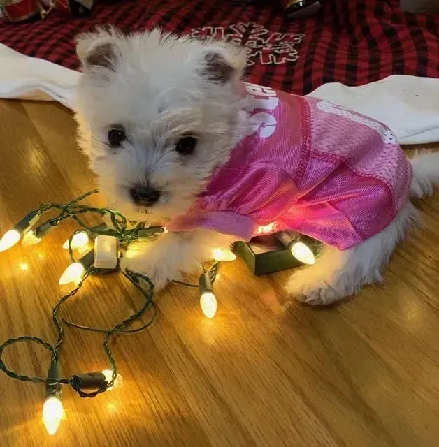 White puppy wearing pink football jersey sits amongst Christmas lights.