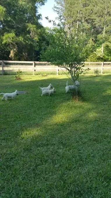 Four white dogs running on green grass near a small tree, with a wooden fence and trees in the background.