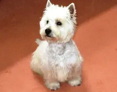 White West Highland Terrier sits on a reddish-orange floor, looking up attentively.