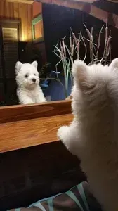 White fluffy puppy looking at itself in a mirror, paws on the wooden ledge.