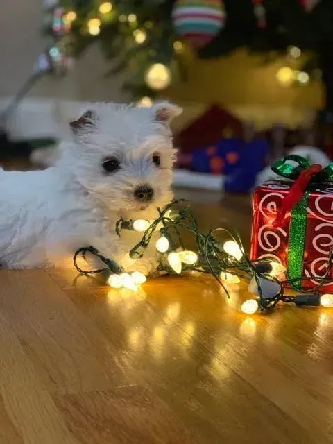 White puppy with Christmas lights and gift under a decorated tree.