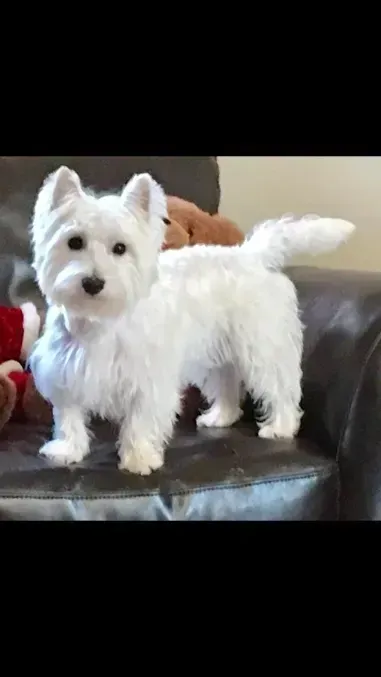 White West Highland Terrier standing on a couch, looking towards the viewer.
