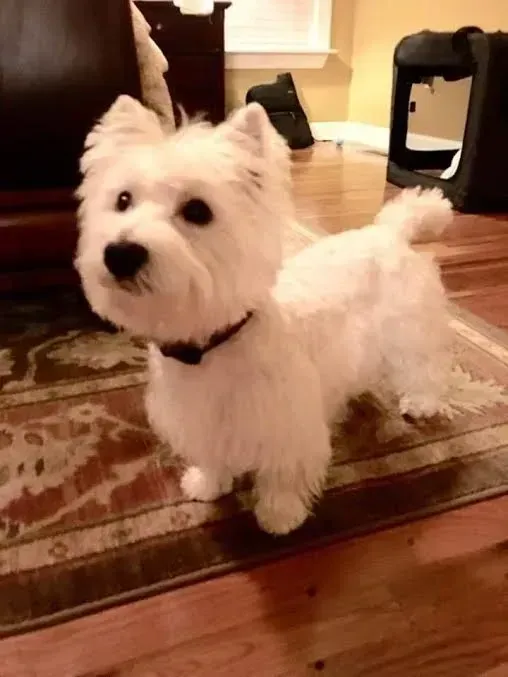 White West Highland Terrier dog stands on patterned rug.