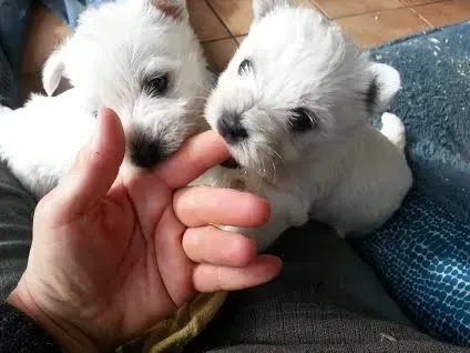 Two small white puppies being touched by a hand, looking toward the hand.