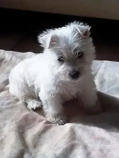 White fluffy puppy sitting on a blanket, looking towards the camera.