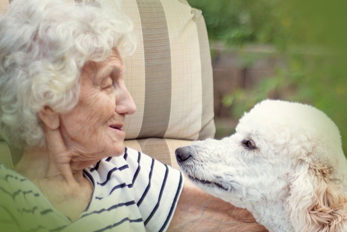 An elderly woman is sitting in a chair petting a white dog.