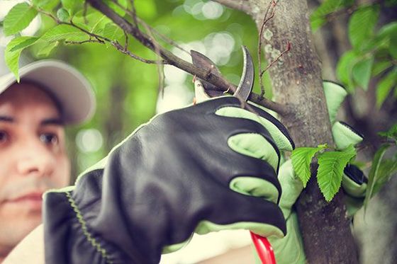 Arborist inspecting a mature oak tree during a health assessment in Natick, MA