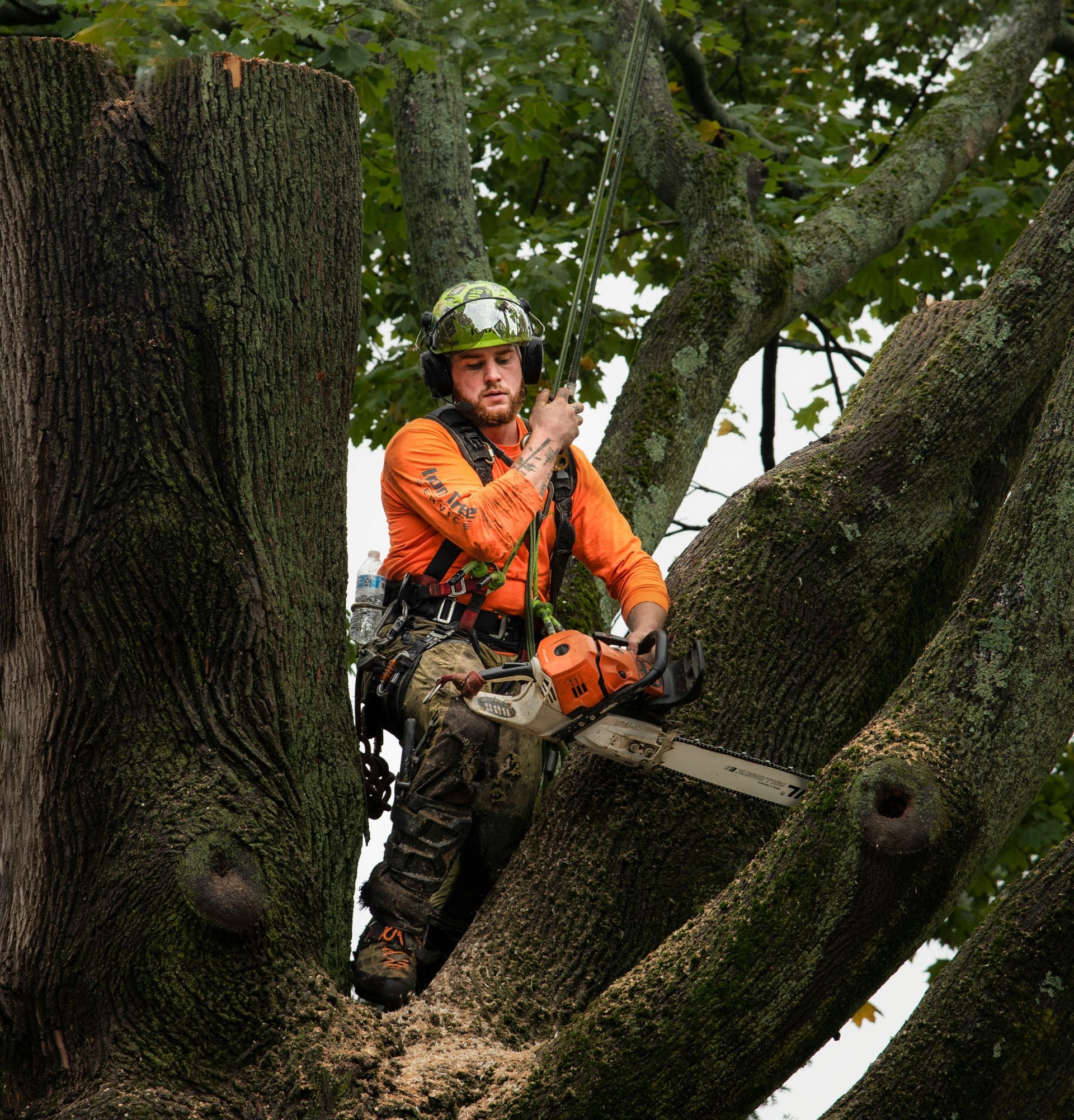 Natick Tree Removal | (508) 794-8889 | Natick, MA