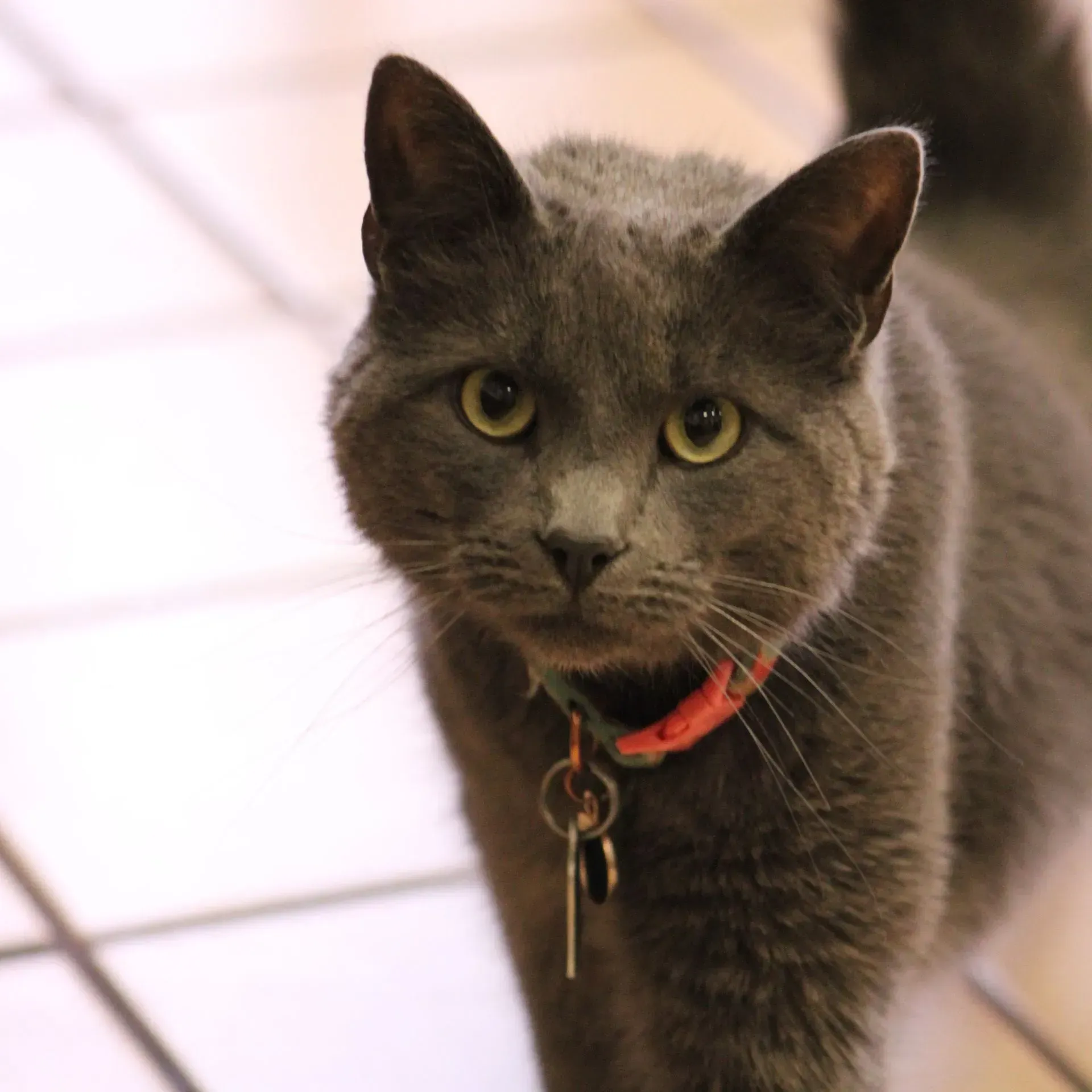 A gray cat with a red collar and keys around its neck