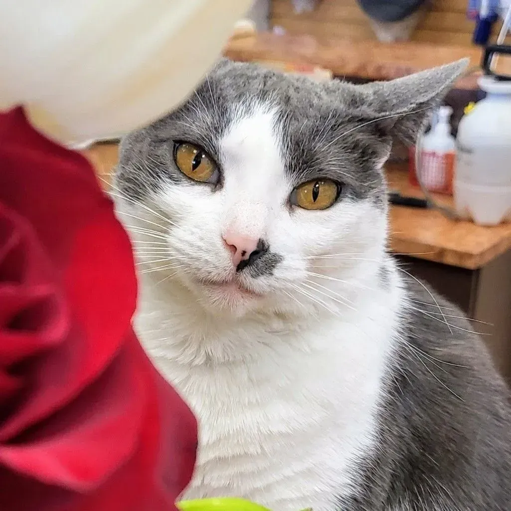 A gray and white cat sitting next to a red rose