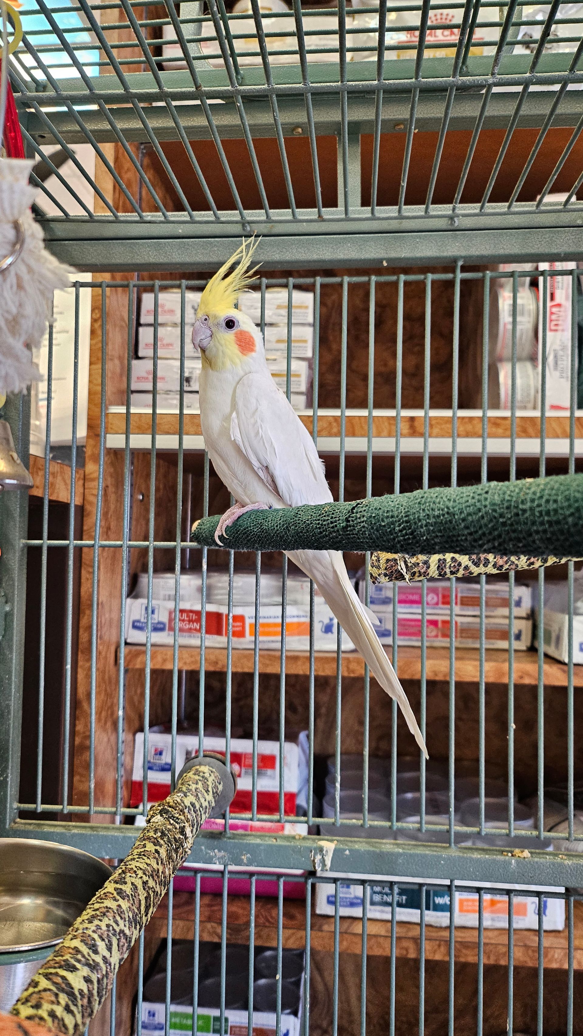 A close up of a bird with a yellow crest