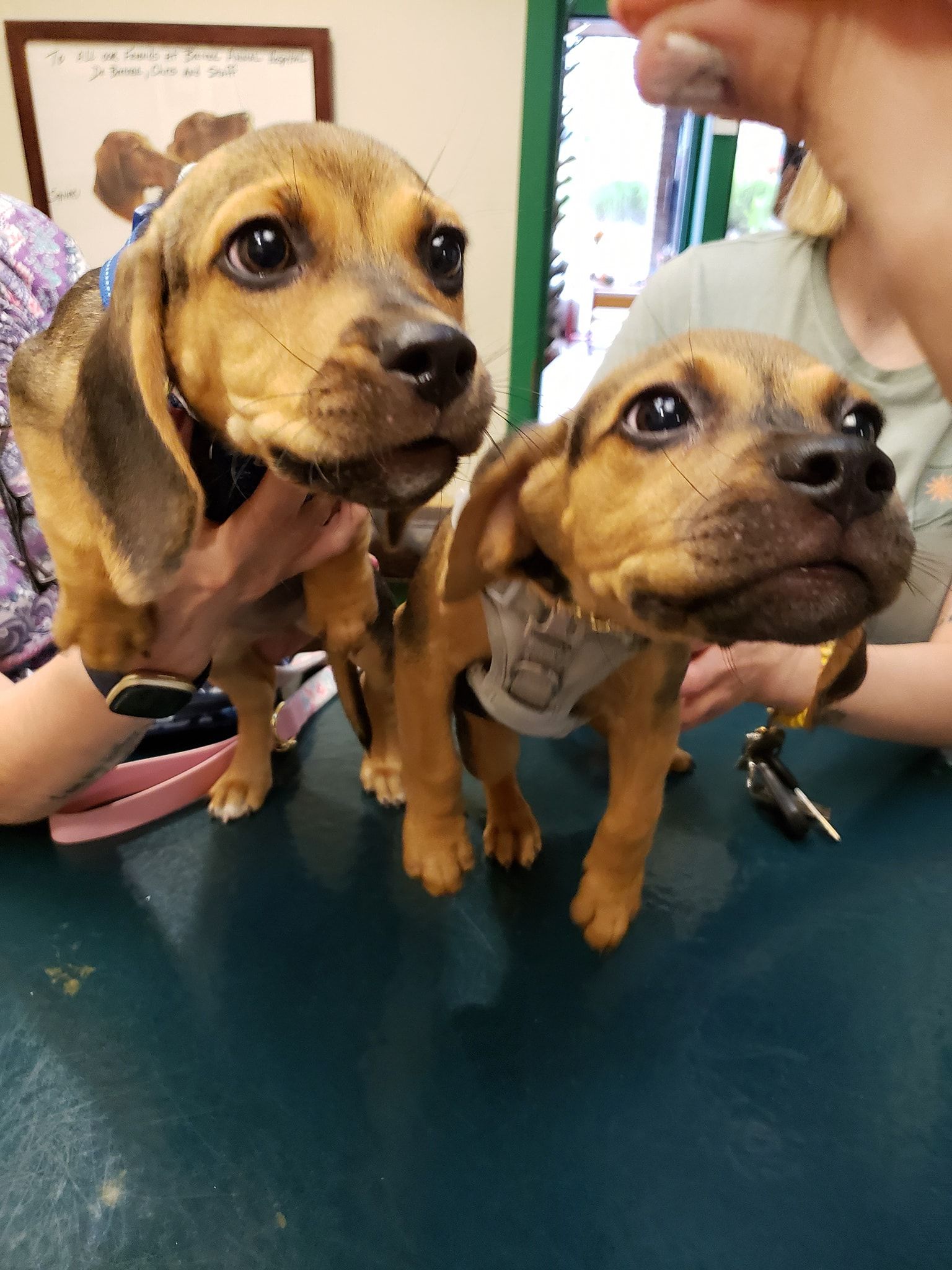 Two puppies are sitting on a table at a veterinarian 's office.