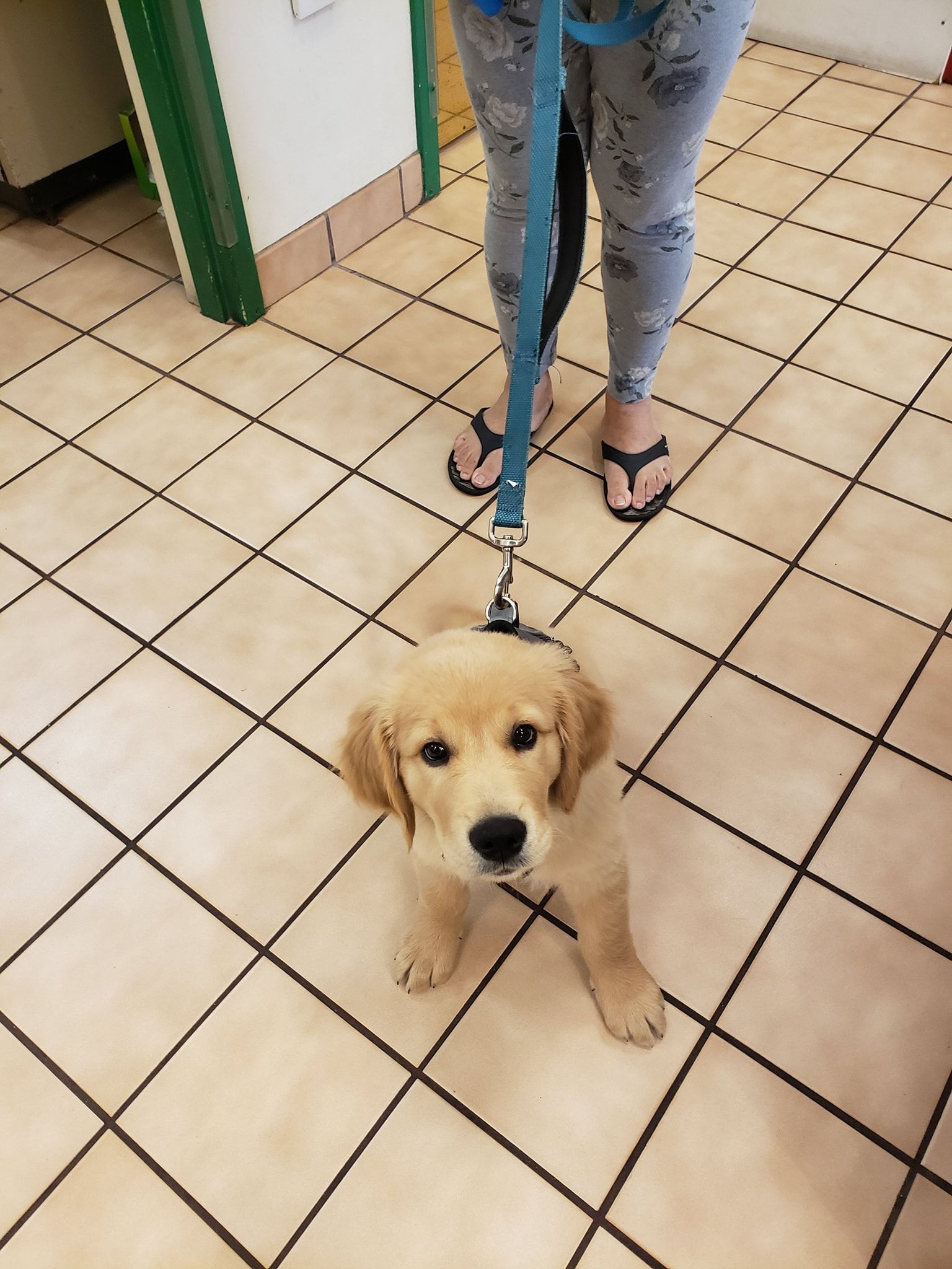 A person is walking a puppy on a leash
