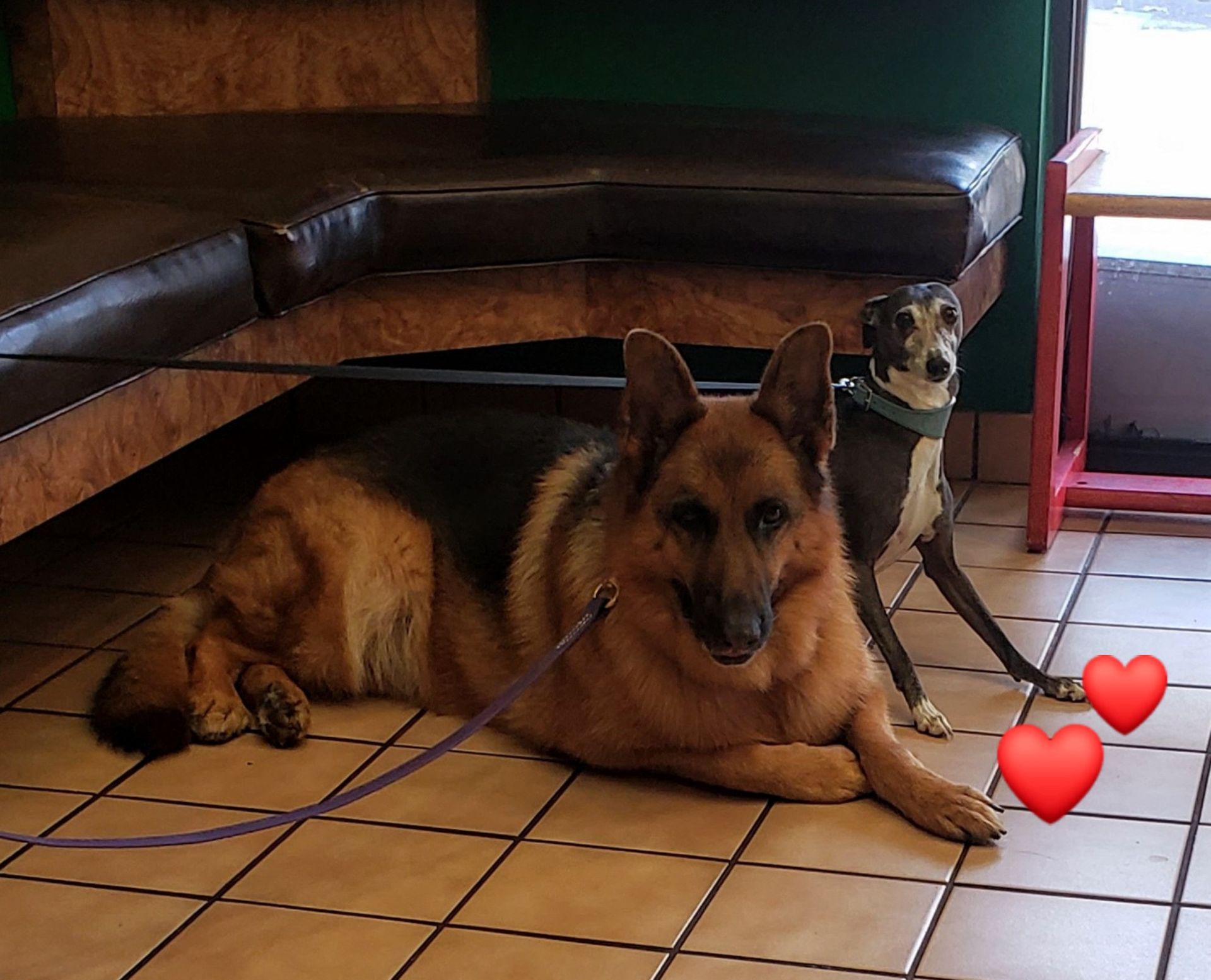 A german shepherd and a greyhound are laying on a tiled floor