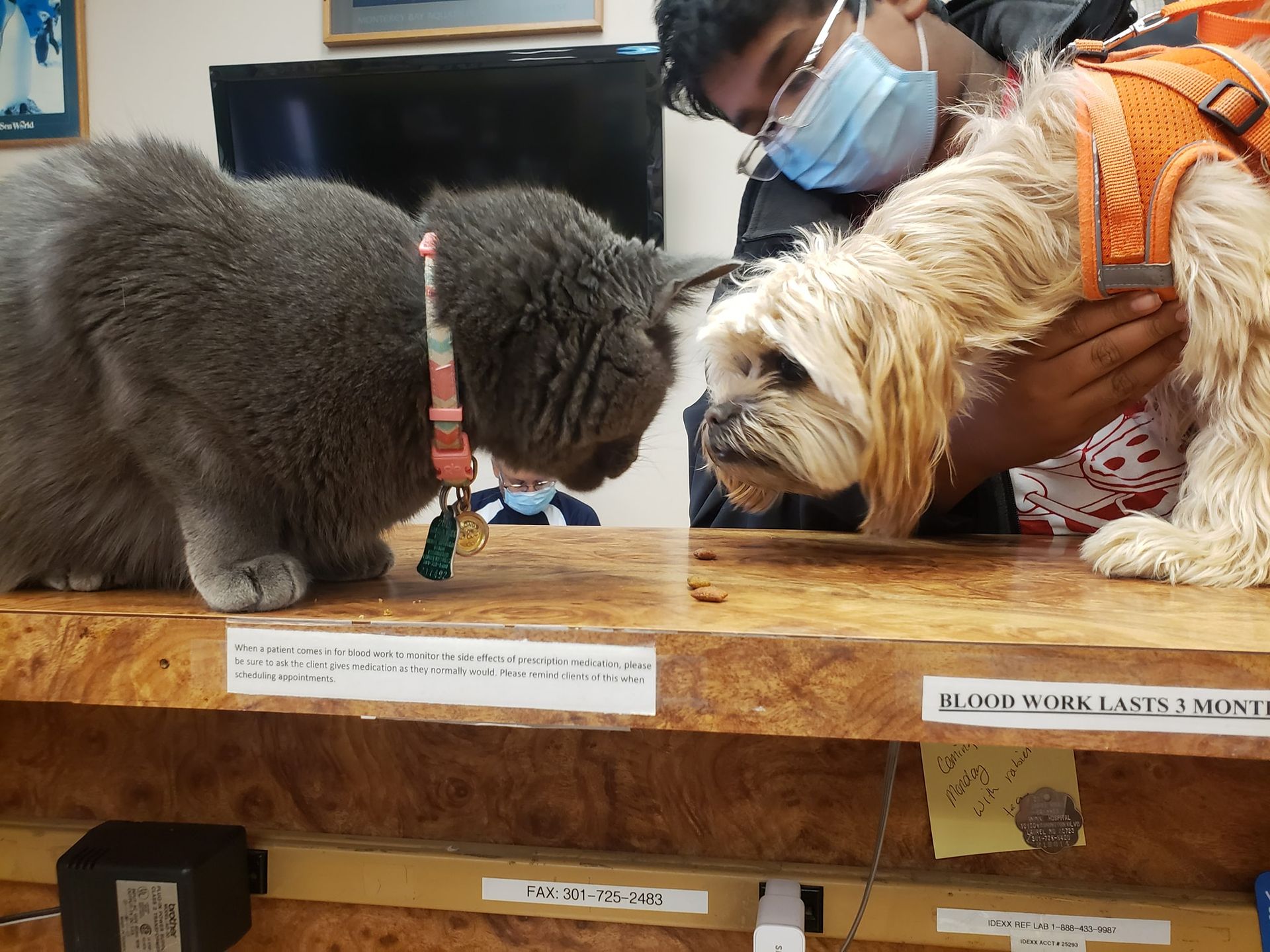 A dog and a cat are looking at each other on a table