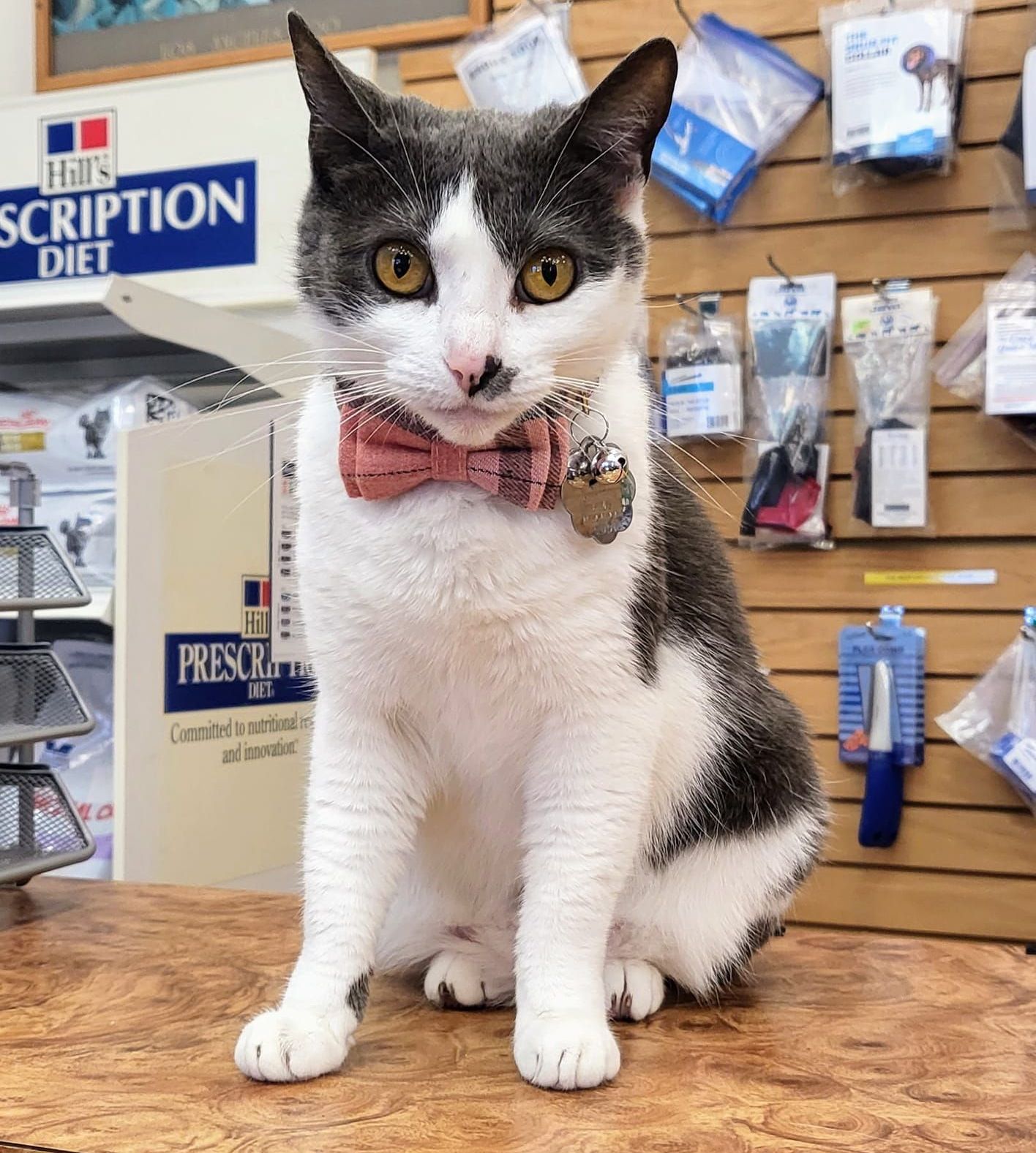 A cat wearing a bow tie is sitting on a table in front of a sign that says prescription diet