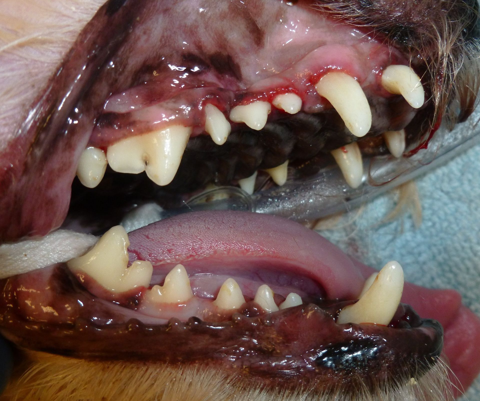 A close up of a dog 's teeth and mouth