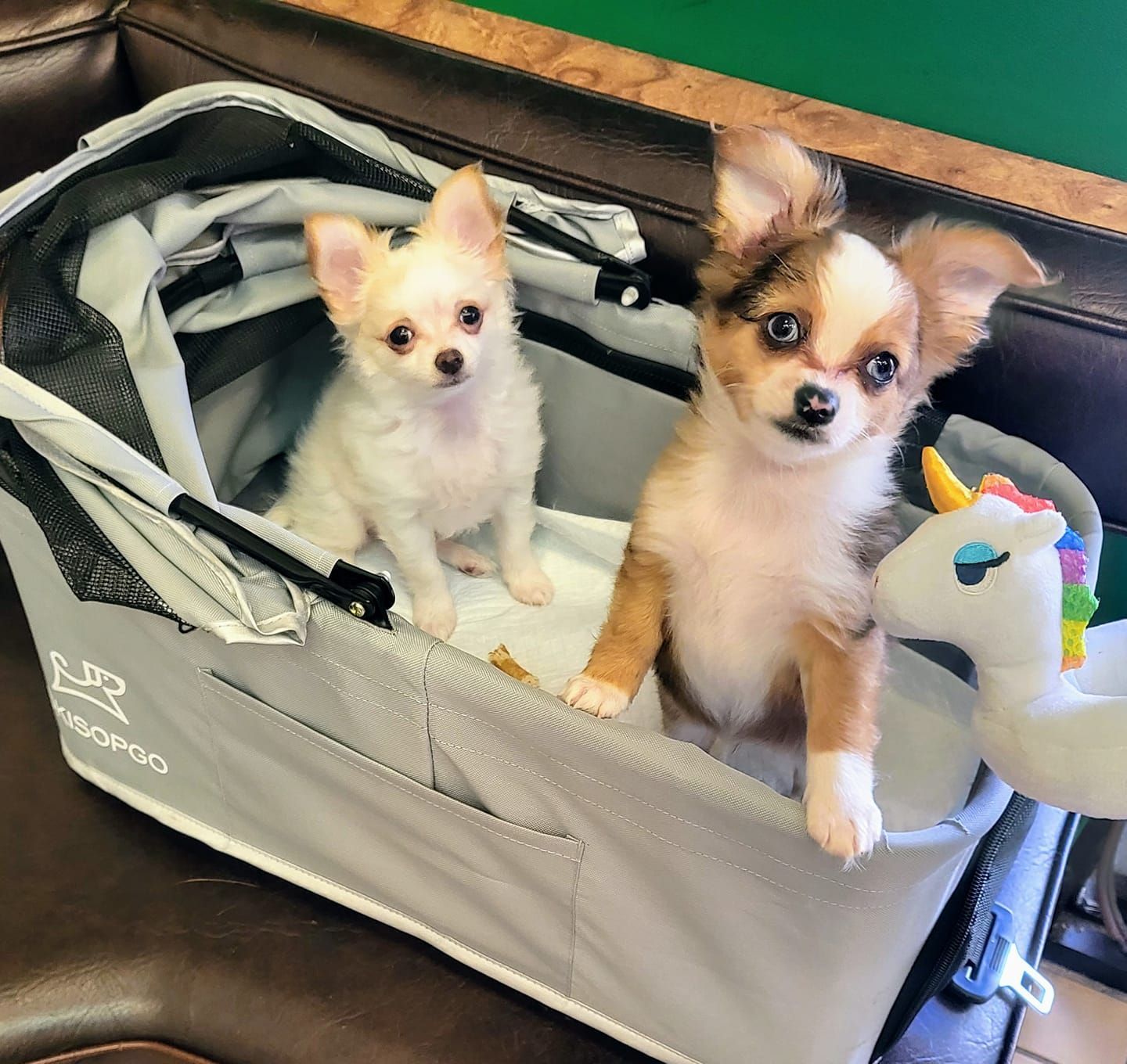 Two puppies are sitting in a stroller next to a stuffed unicorn.