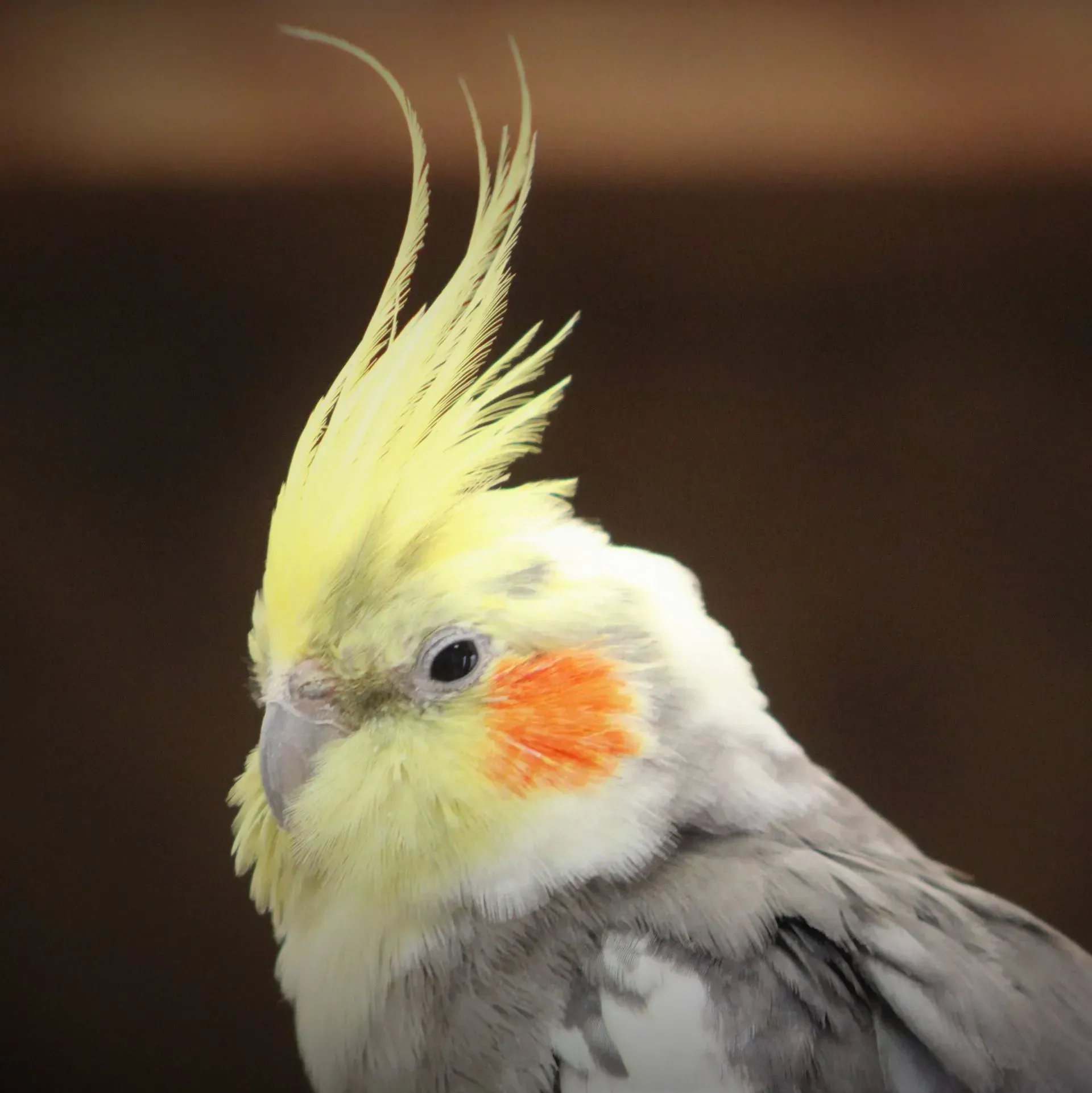 A close up of a bird with a yellow crest
