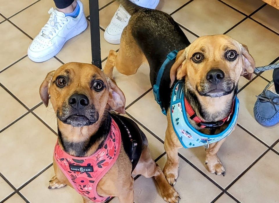 Two dogs are sitting next to each other on a tiled floor.