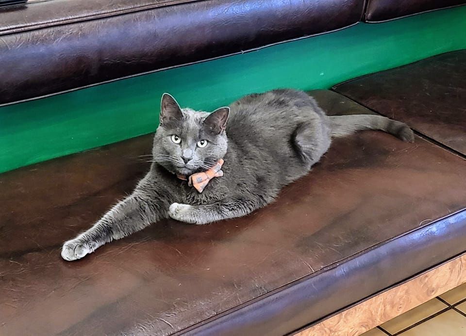A gray cat is laying on a brown leather couch.