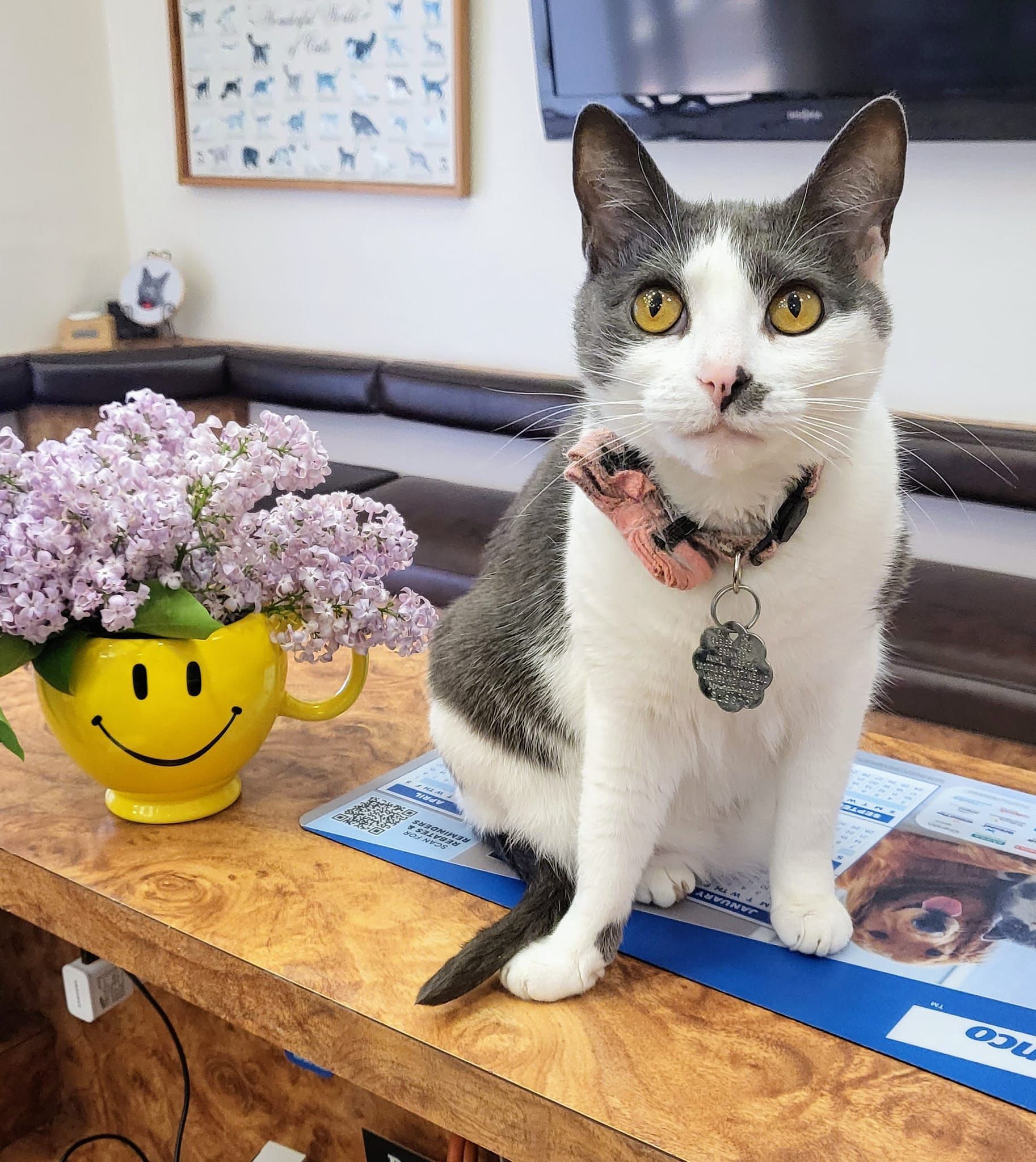 A gray and white cat is sitting on a table next to a vase of flowers.