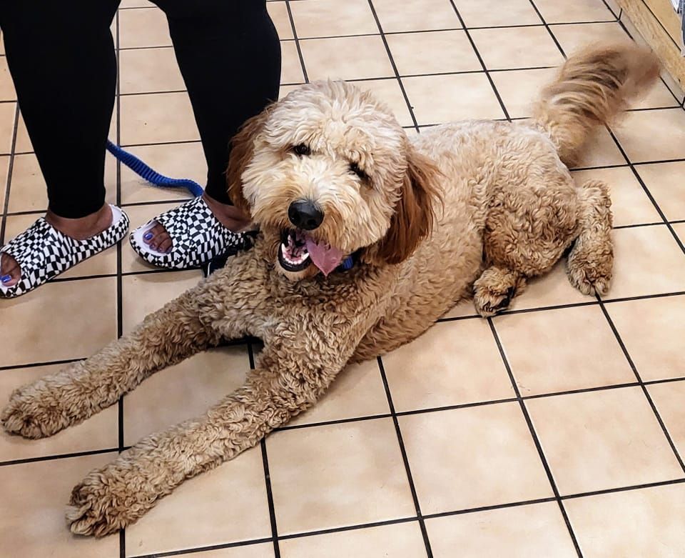 A dog laying on a tiled floor next to a person wearing slippers