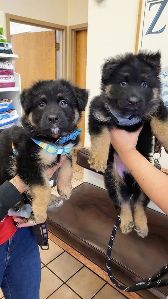 A person is holding two german shepherd puppies in their hands.