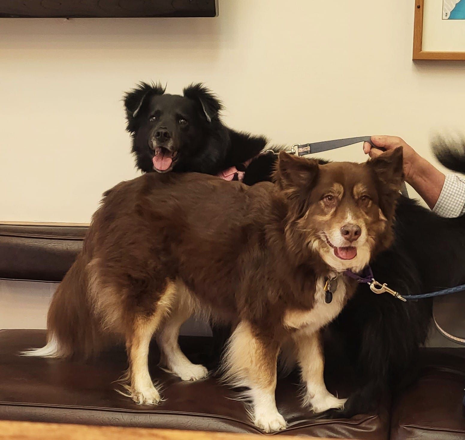 Two dogs are standing next to each other on a couch