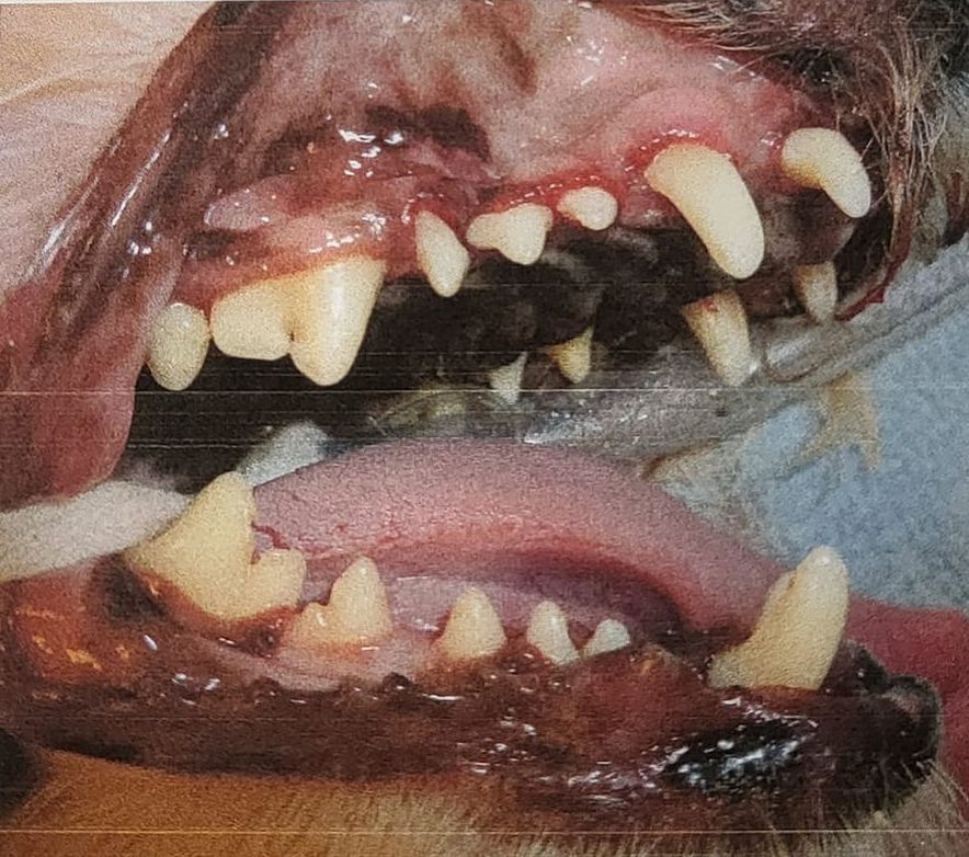 A close up of a dog 's teeth and mouth