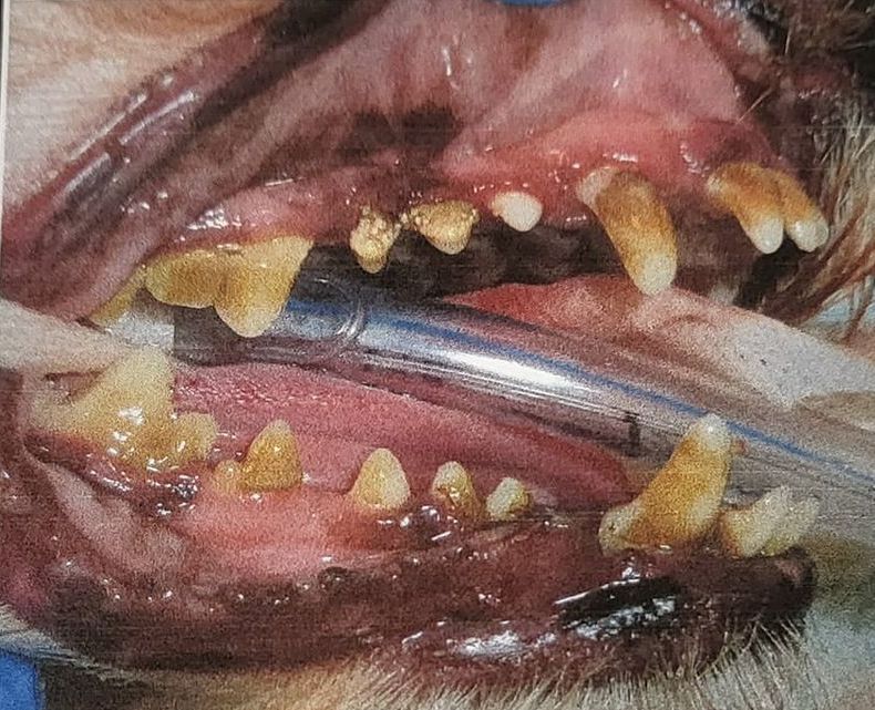 A close up of a dog 's mouth with a pair of tweezers in it.