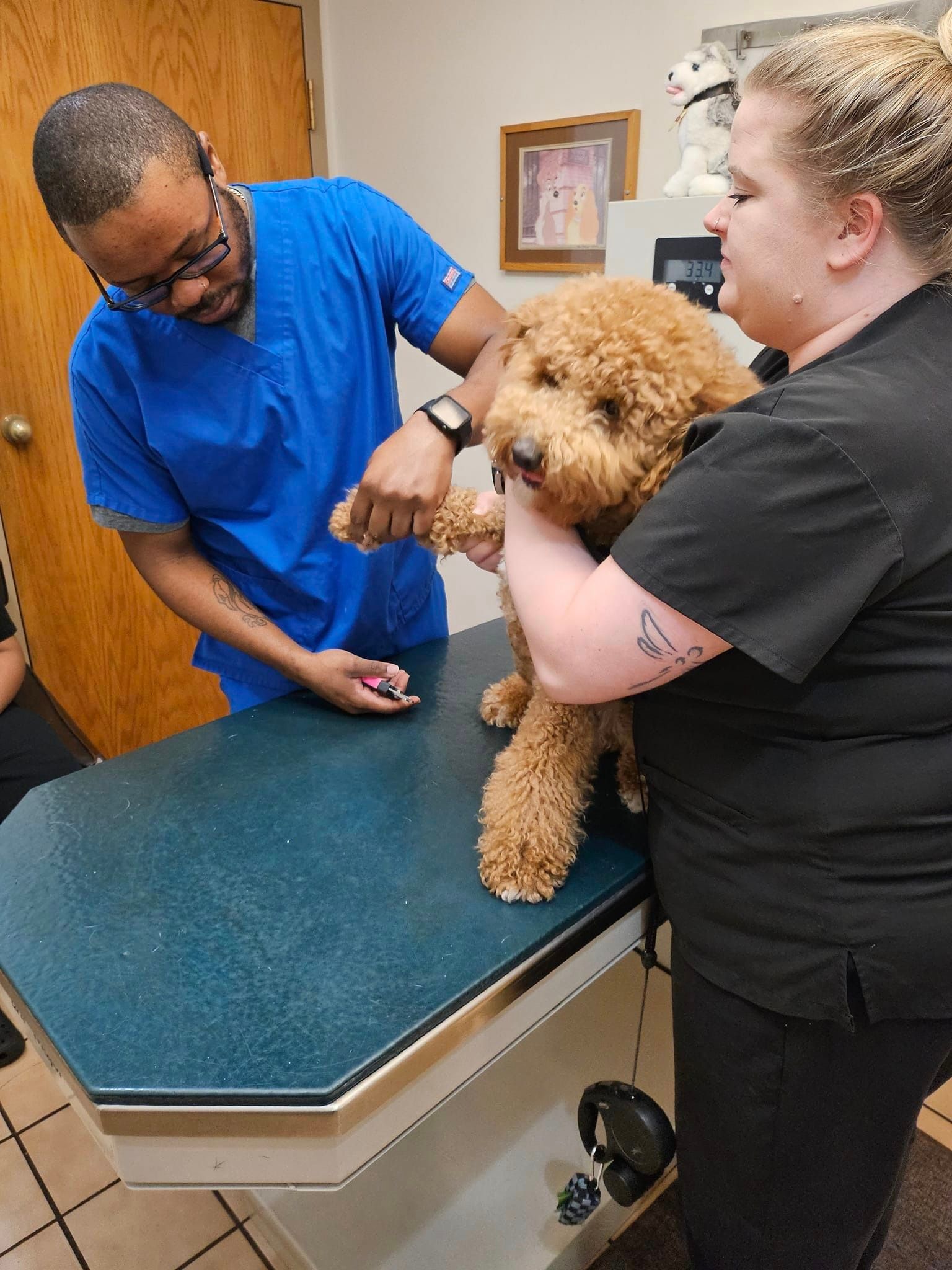 A man and a woman are holding a small brown dog on a table.