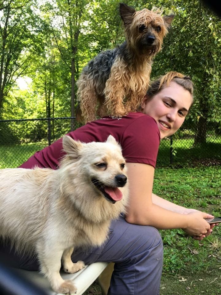A close up of a bird with a yellow crest