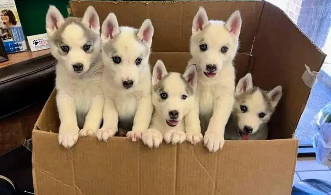 A group of husky puppies are sitting in a cardboard box.