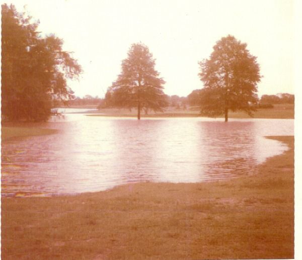A flooded field with trees in the background