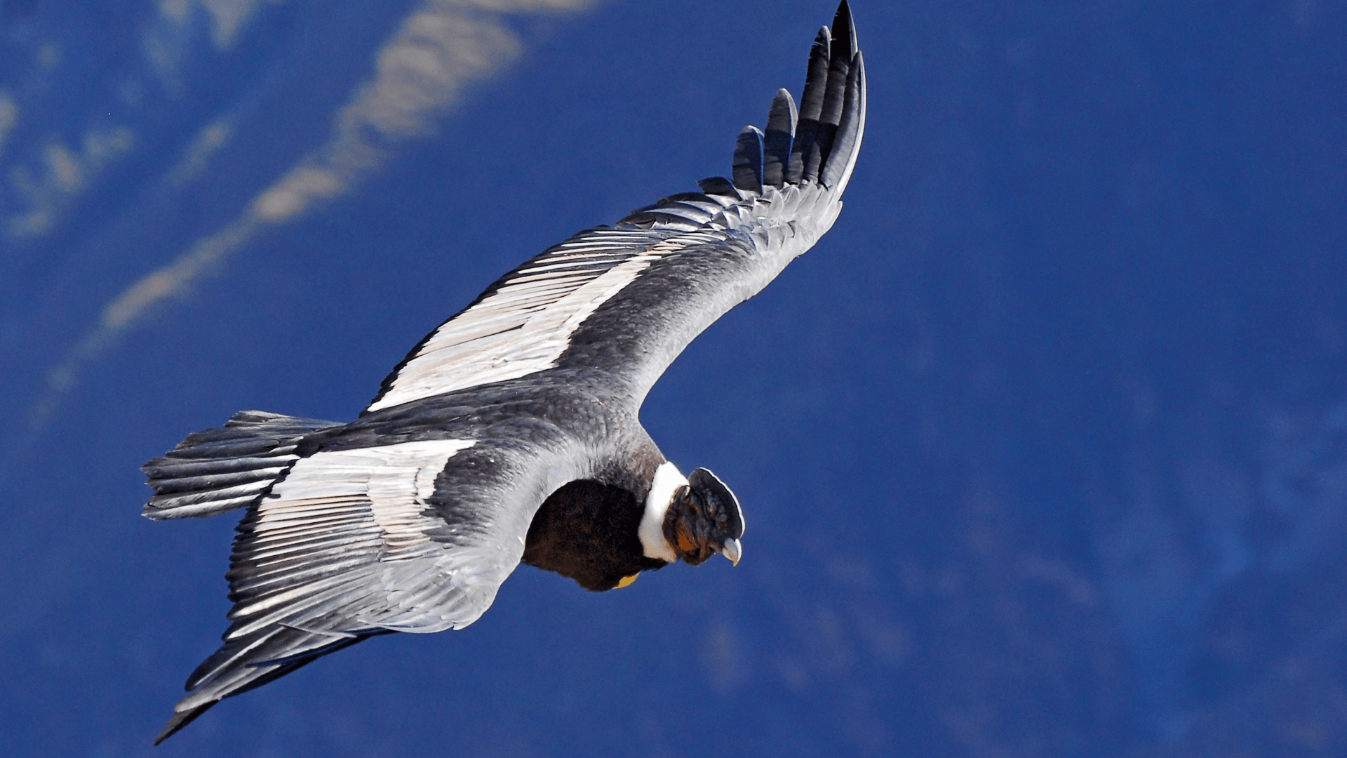 Chonta: Condor's Viewpoint Hike