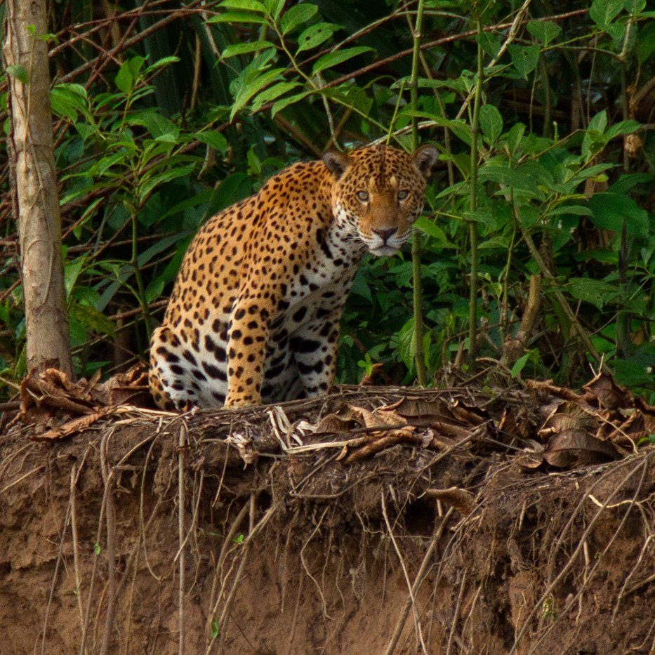 Jaguar Tambopata tour
