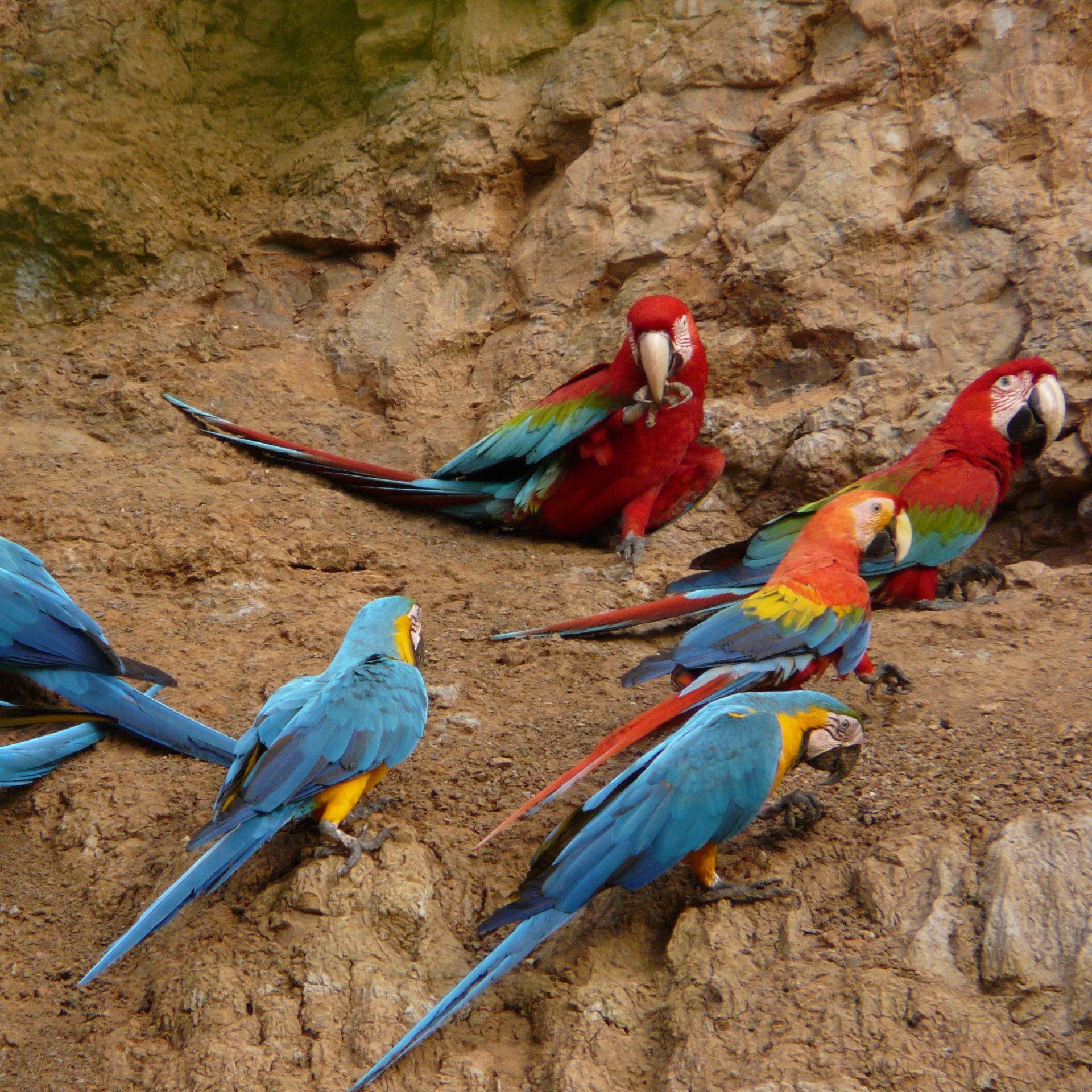Macaw Clay Lick Tambopata Reserve
