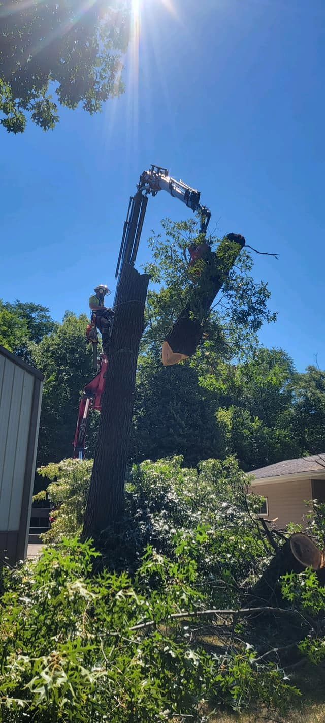 A person is cutting a tree branch with a pair of scissors.