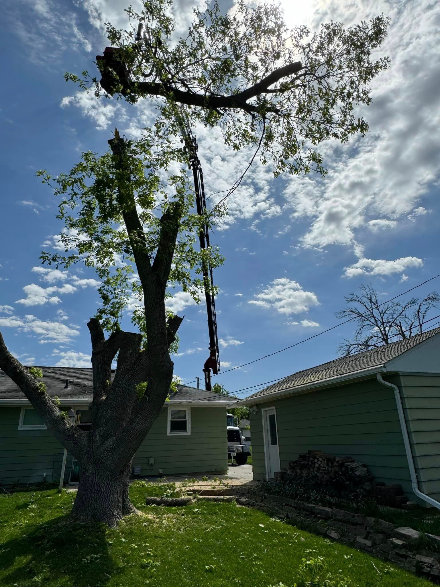 A person is cutting a tree branch with a pair of scissors.