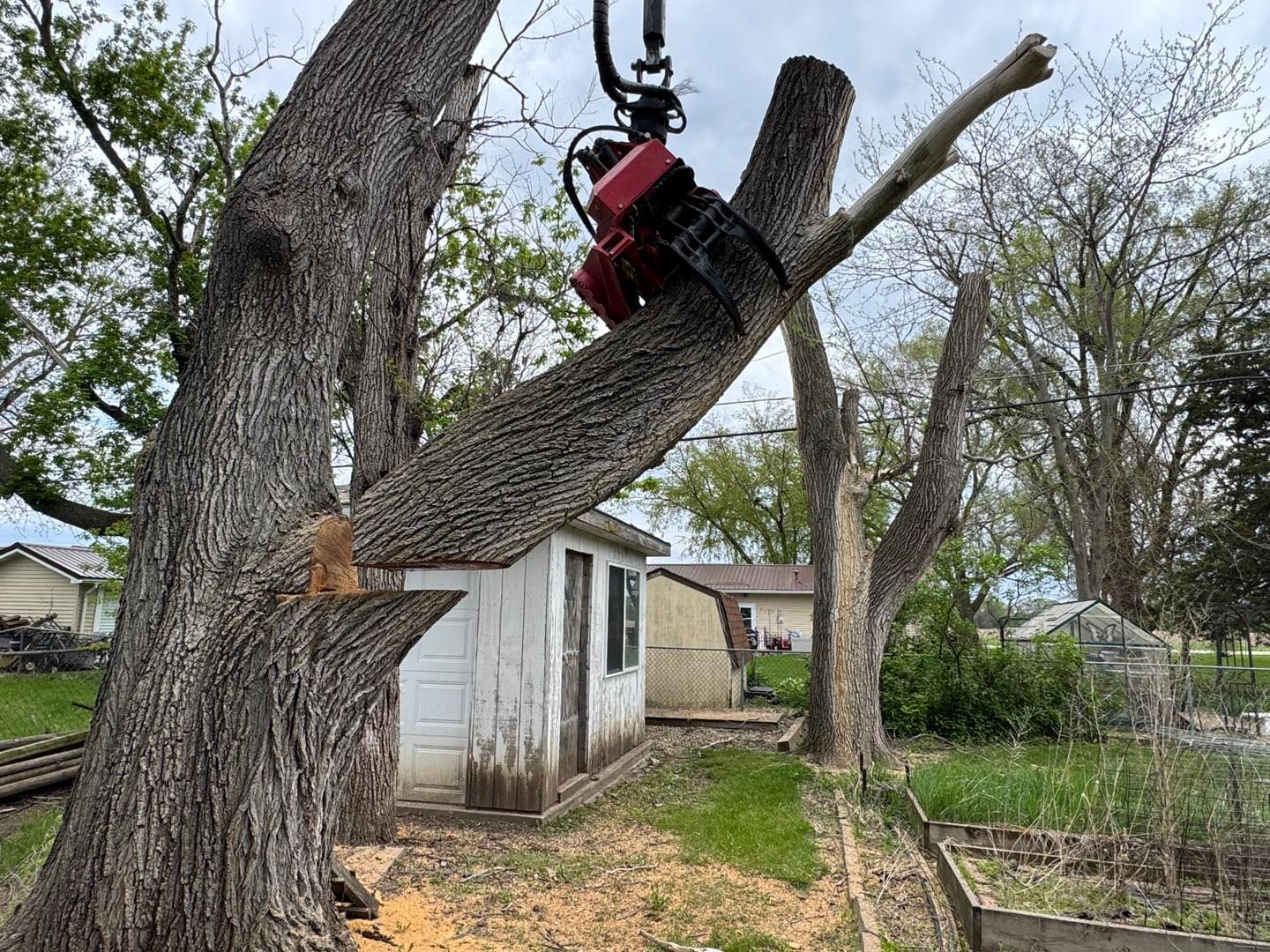 Person in a red safety harness working high in a tree beside a house, using a climbing rig.