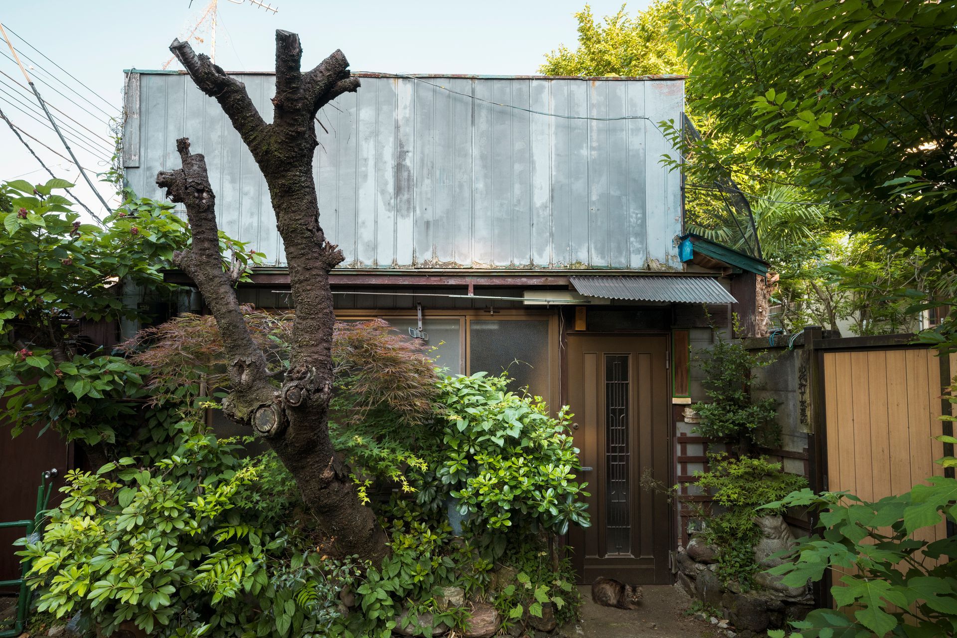 Small house with a metal roof, wooden door, and dense greenery, including a trimmed tree in front.